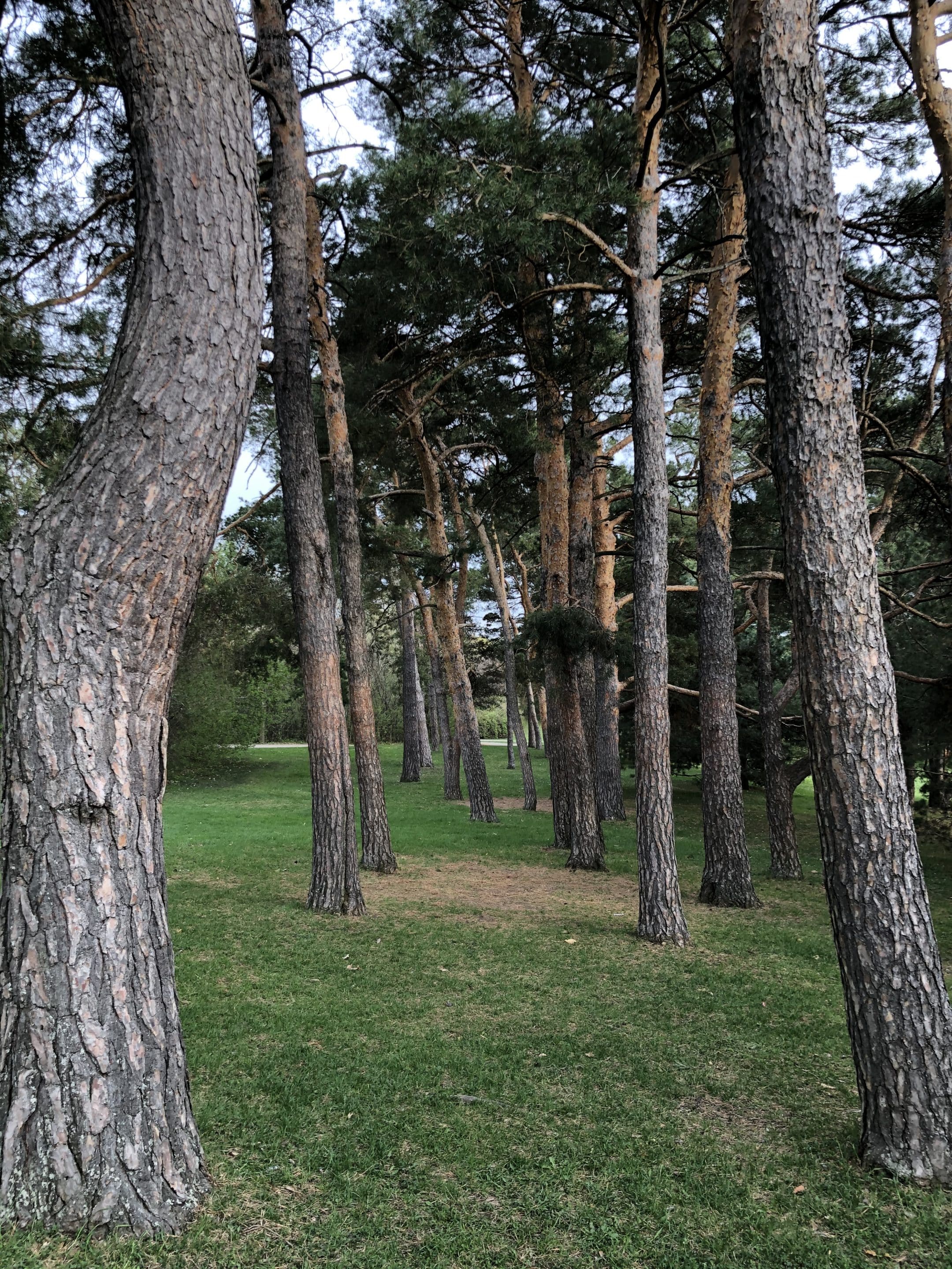 Como Park Pine Trees